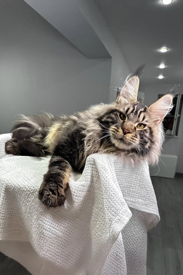 Kims | maine coon kitten