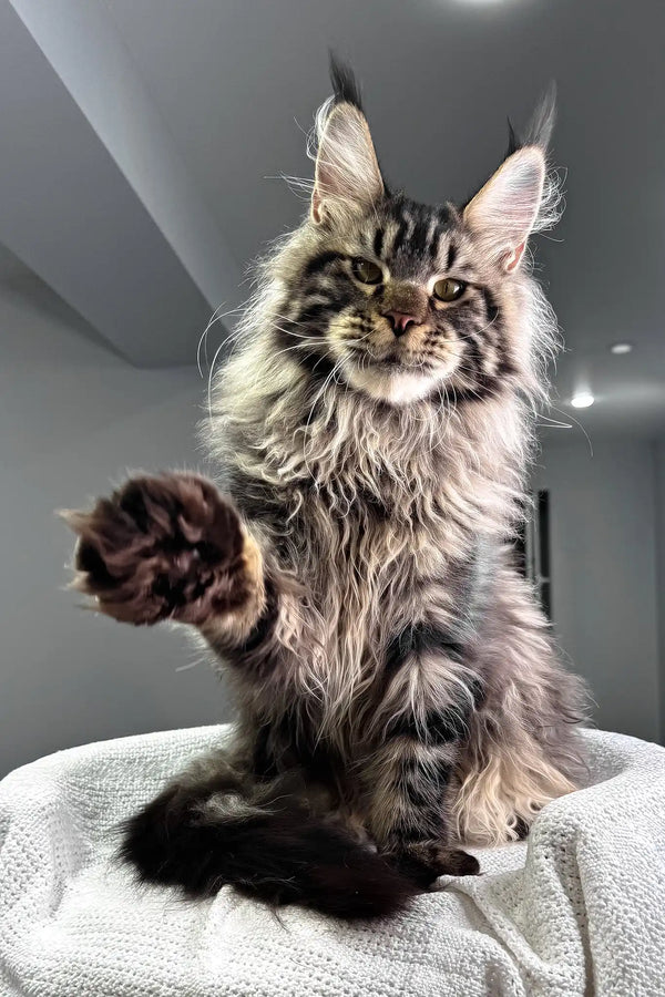 Kims | maine coon kitten