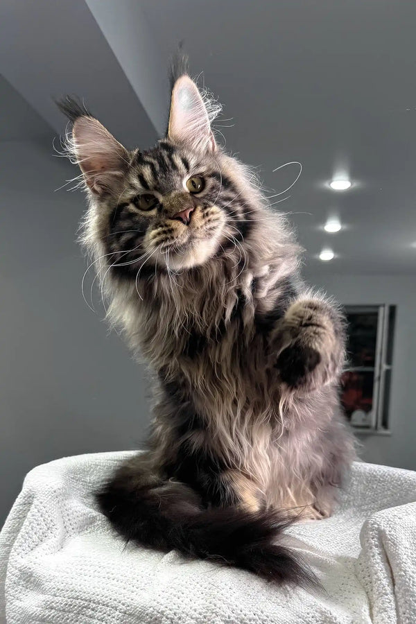 Kims | maine coon kitten