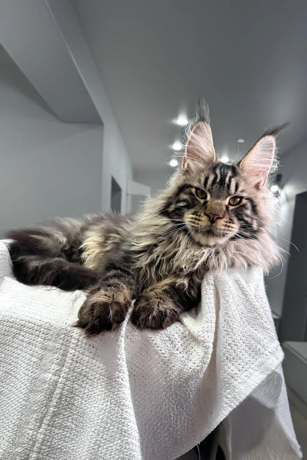 Kims | maine coon kitten