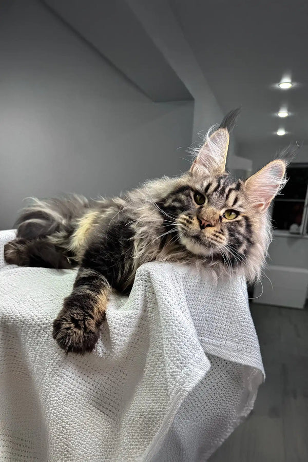 Kims | maine coon kitten