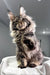 Kims | maine coon kitten