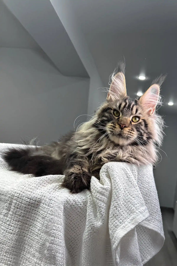 Kims | maine coon kitten