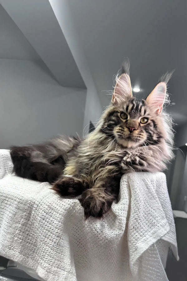 Kims | maine coon kitten