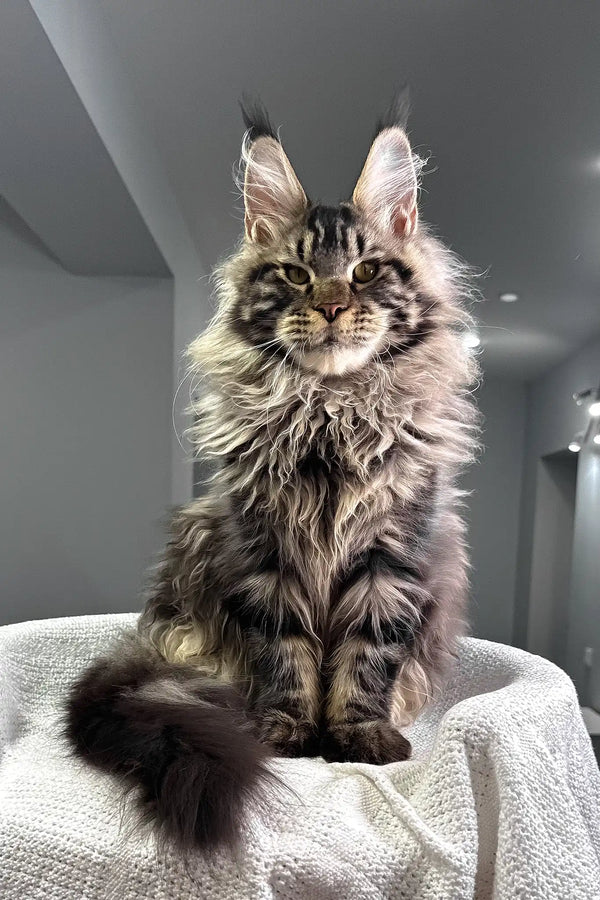 Kims | maine coon kitten
