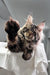 Kims | maine coon kitten