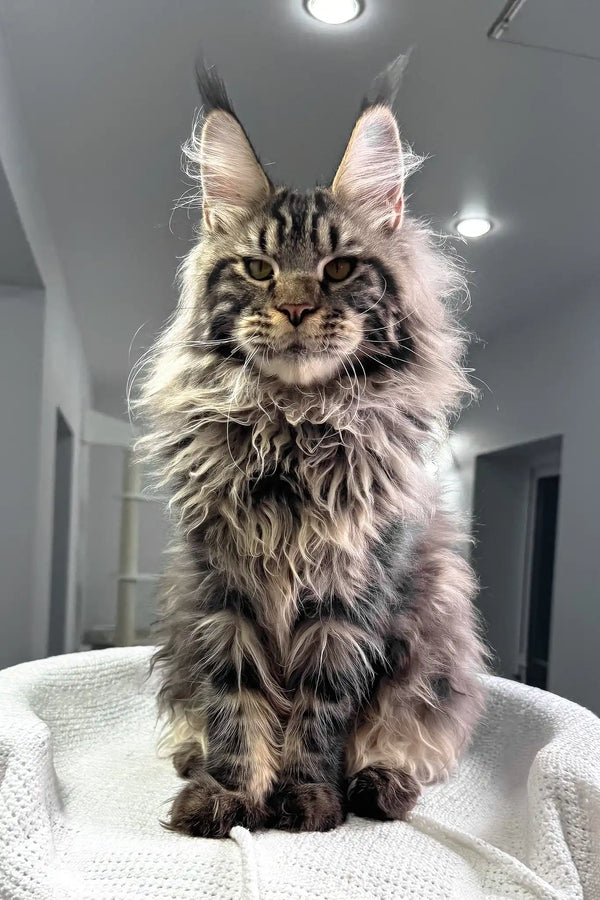 Kims | maine coon kitten