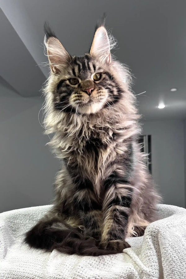 Kims | maine coon kitten