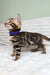King | bengal kitten