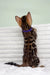 King | bengal kitten