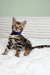 King | bengal kitten