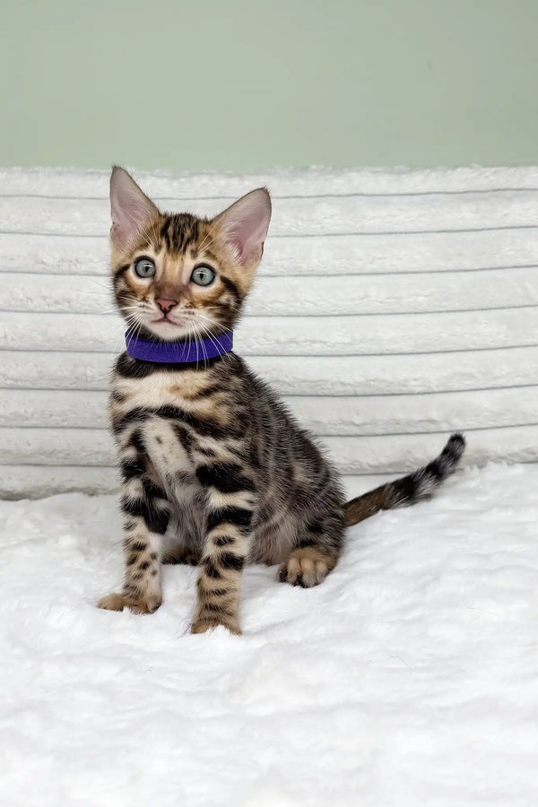 King | bengal kitten