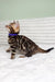 King | bengal kitten