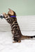King | bengal kitten