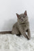 King | british shorthair kitten