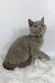 King | british shorthair kitten