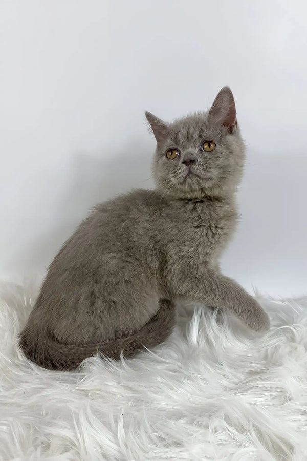 King | british shorthair kitten