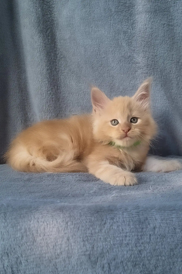 King | maine coon kitten