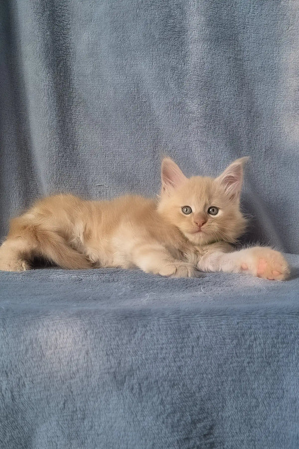 King | maine coon kitten
