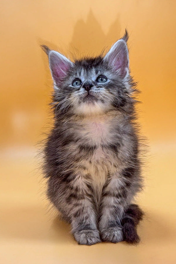 Fluffy gray and white King Maine Coon kitten with bright blue eyes sitting upright