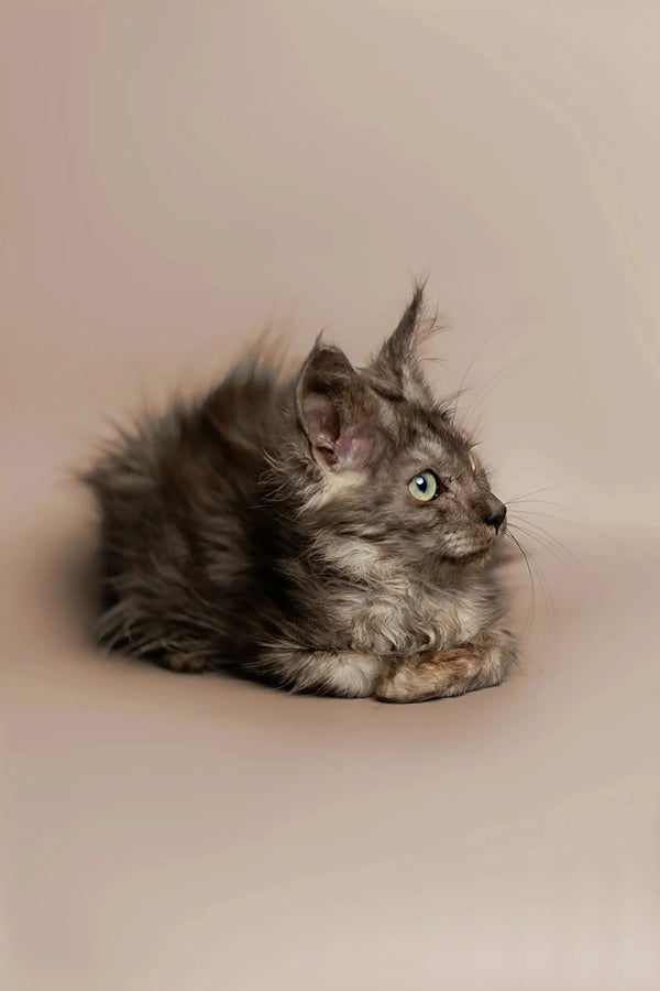 Fluffy gray King Maine Coon kitten with alert eyes looking to the side