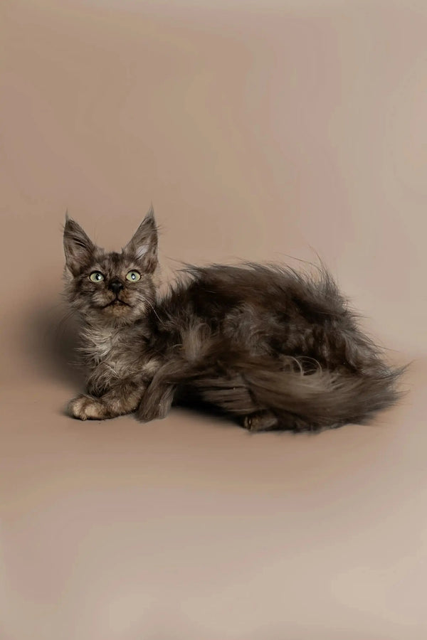 Long-haired gray King Maine Coon Kitten with alert eyes and a fluffy tail