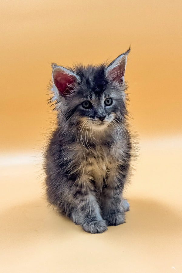 Fluffy gray tabby Maine Coon kitten with bright eyes and alert ears, King Maine Coon