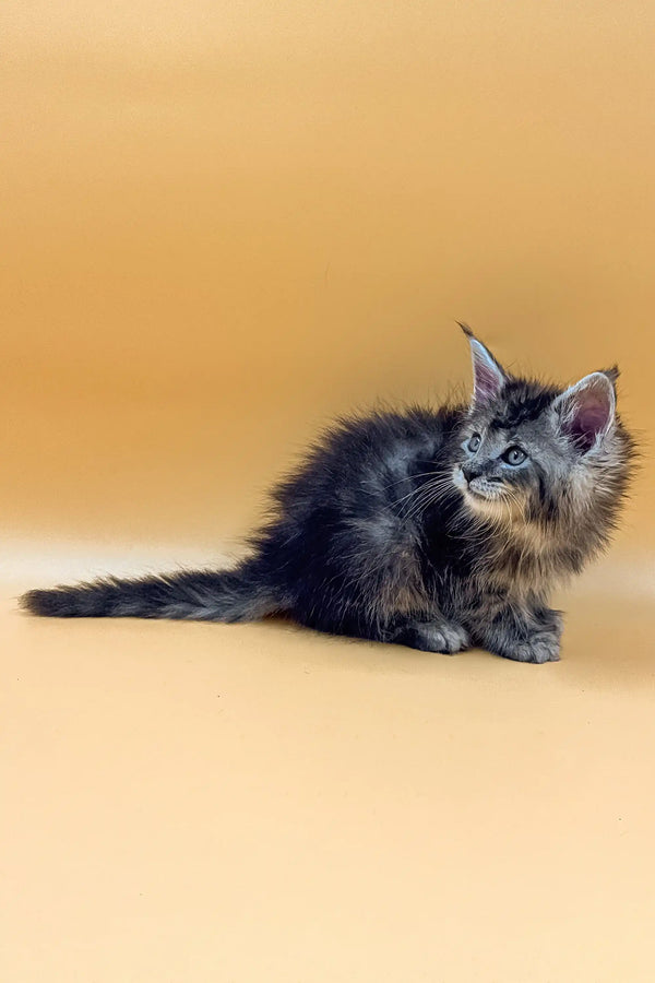Fluffy gray kitten with an alert look, showcasing the charm of King Maine Coon