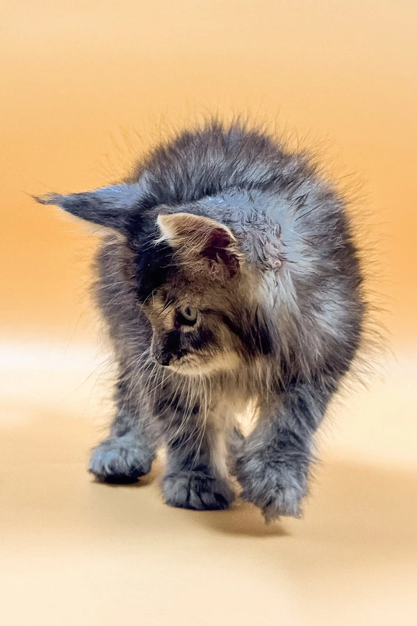 Fluffy gray Maine Coon kitten named King standing proudly on a surface