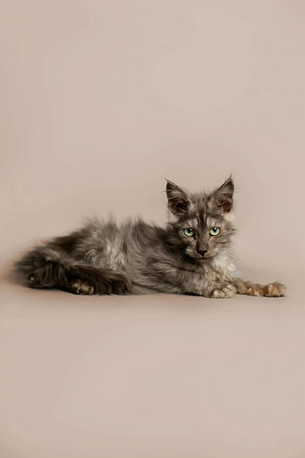 Gray long-haired King Maine Coon kitten relaxing and looking at the camera