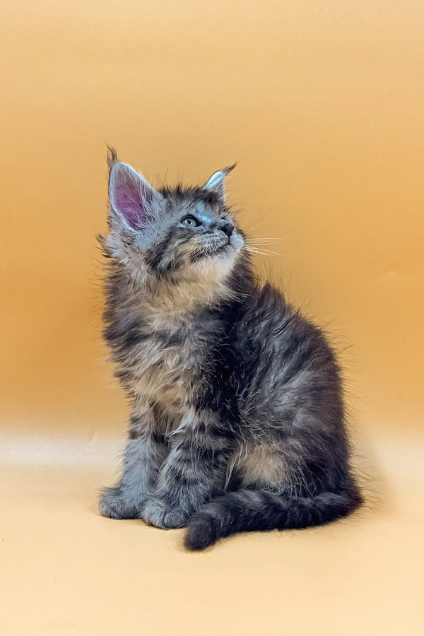 Fluffy gray and tan tabby King Maine Coon kitten sitting upright, looking up