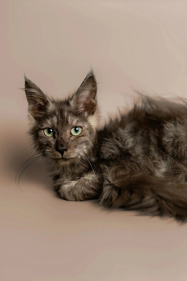 Gray long-haired Maine Coon kitten with alert eyes and pointed ears, King Maine Coon