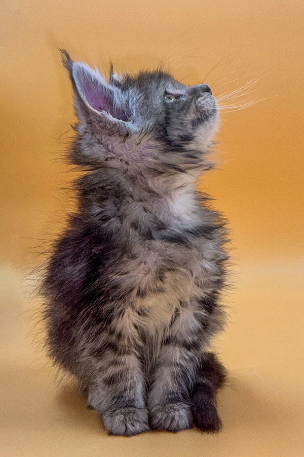 Fluffy gray King Maine Coon kitten with large ears gazing upwards