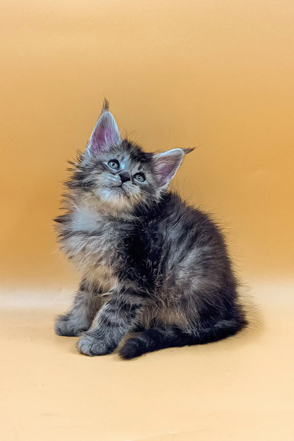 Fluffy gray and white King Maine Coon kitten with bright blue eyes sitting upright
