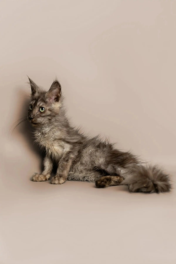 Fluffy gray King Maine Coon kitten with a long bushy tail looking adorable