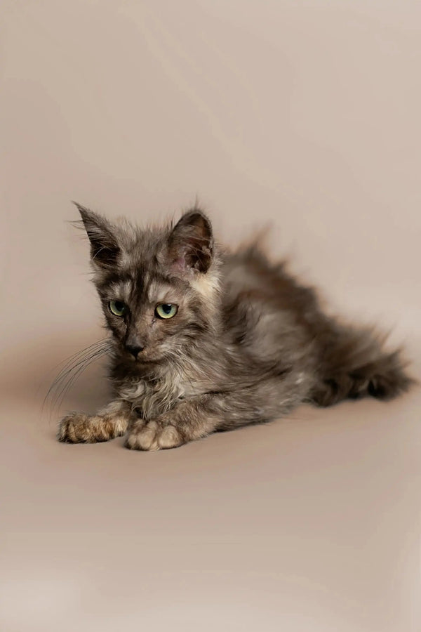 Gray and white long-haired King Maine Coon kitten lounging comfortably