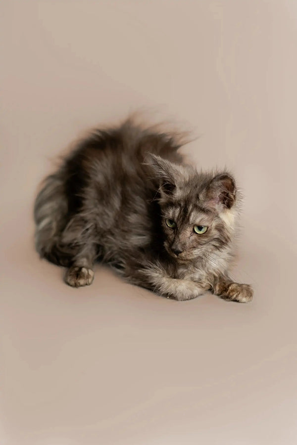 Fluffy gray King Maine Coon kitten lounging with its long, soft coat