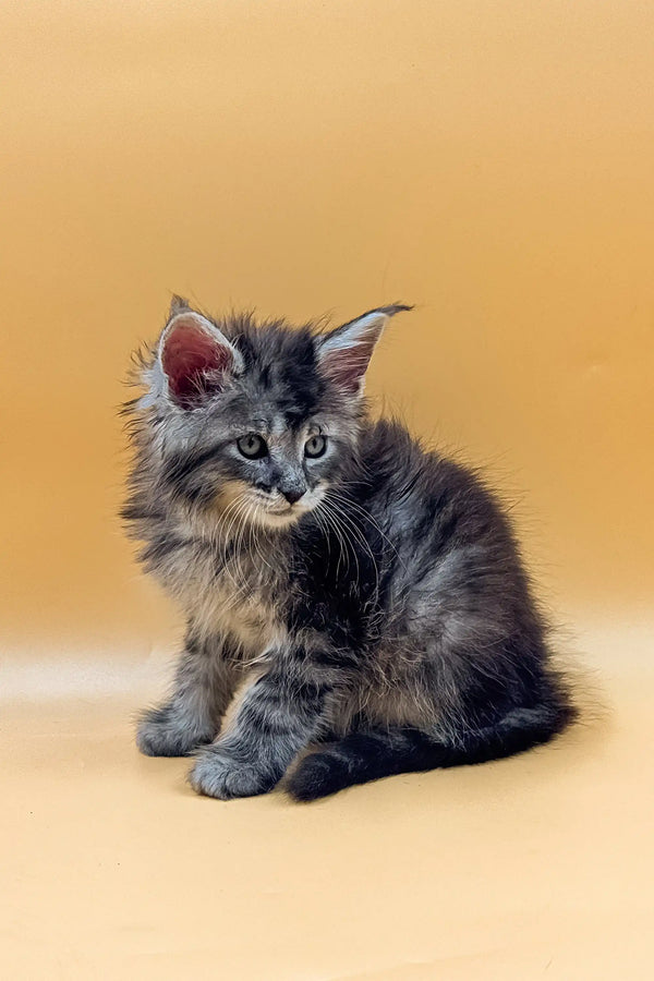 Fluffy gray kitten with alert eyes, perfect for your King Maine Coon collection