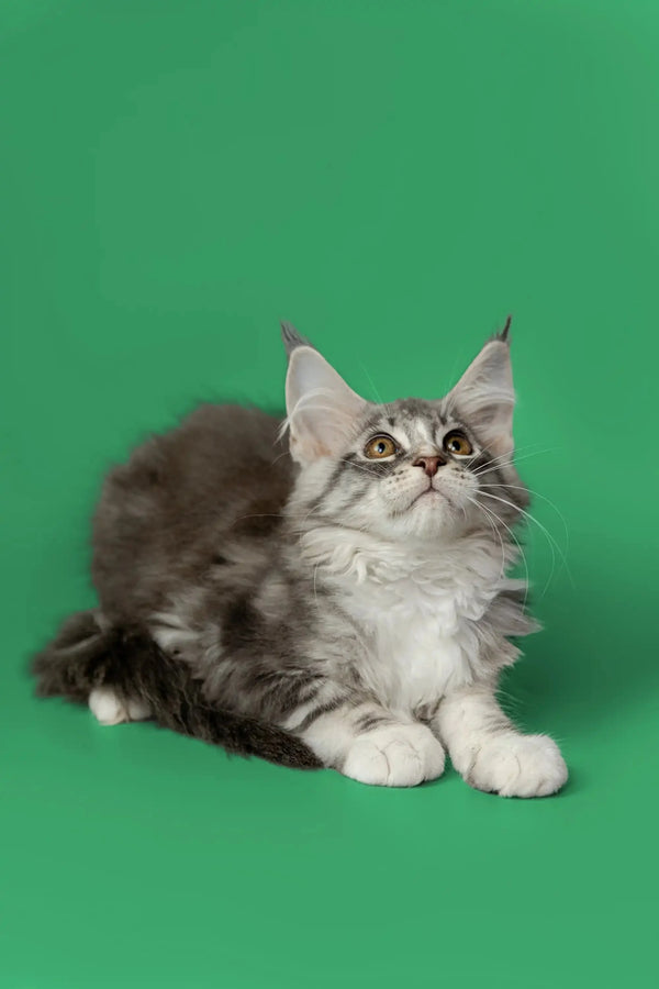 Long-haired Maine Coon kitten Kingsley with ear tufts lounging comfortably