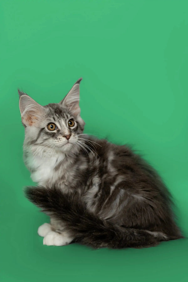 Adorable Maine Coon kitten with silver tabby coat and cute ear tufts named Kingsley
