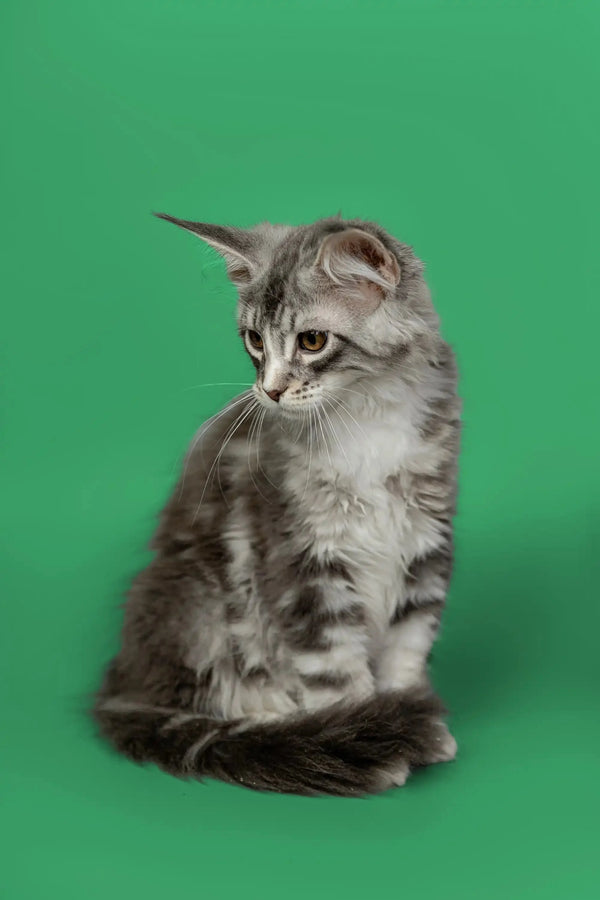 Gray tabby Maine Coon kitten Kingsley sitting upright with fluffy fur