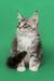 Maine Coon kitten Kingsley with a stunning silver tabby coat and ear tufts