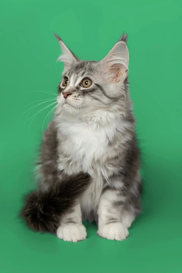 Maine Coon kitten Kingsley with a stunning silver tabby coat and ear tufts