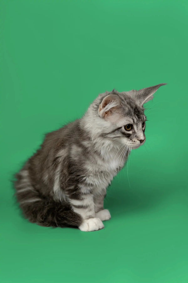 Gray Tabby Maine Coon kitten Kingsley with fluffy fur and alert expression