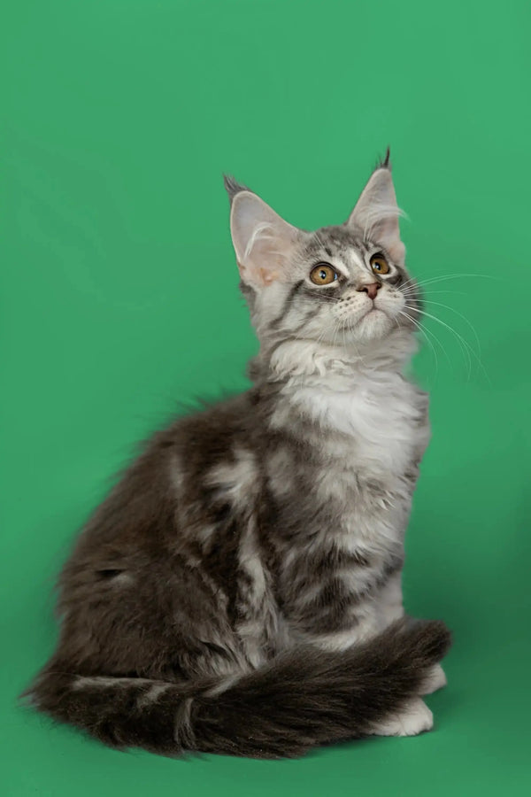Gray tabby Maine Coon kitten with long fur and alert expression