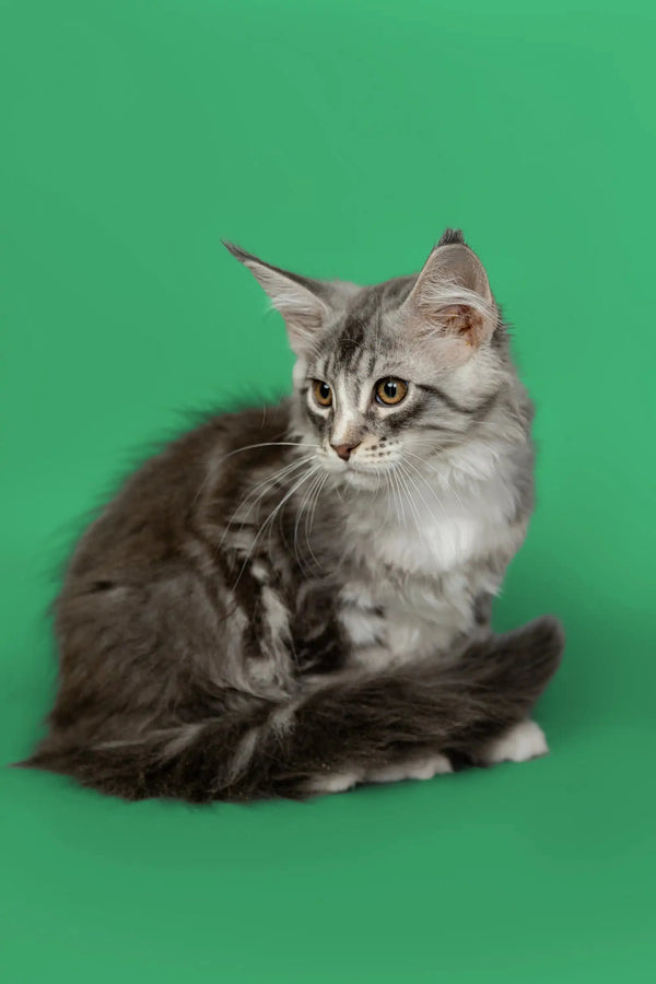 Gray and white tabby Maine Coon kitten Kingsley sitting alert and adorable