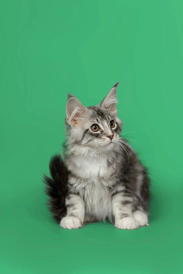 Fluffy gray and white Maine Coon kitten with alert eyes and perked ears ready to play