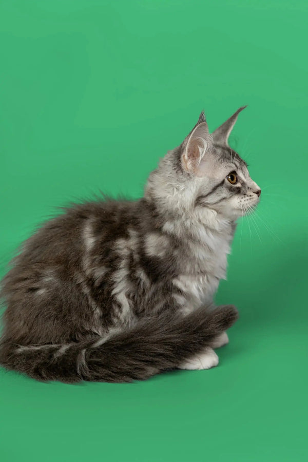 Gray and white tabby Maine Coon kitten sitting pretty in profile view