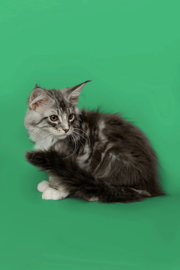 Fluffy gray and white Maine Coon kitten with alert eyes and perked ears