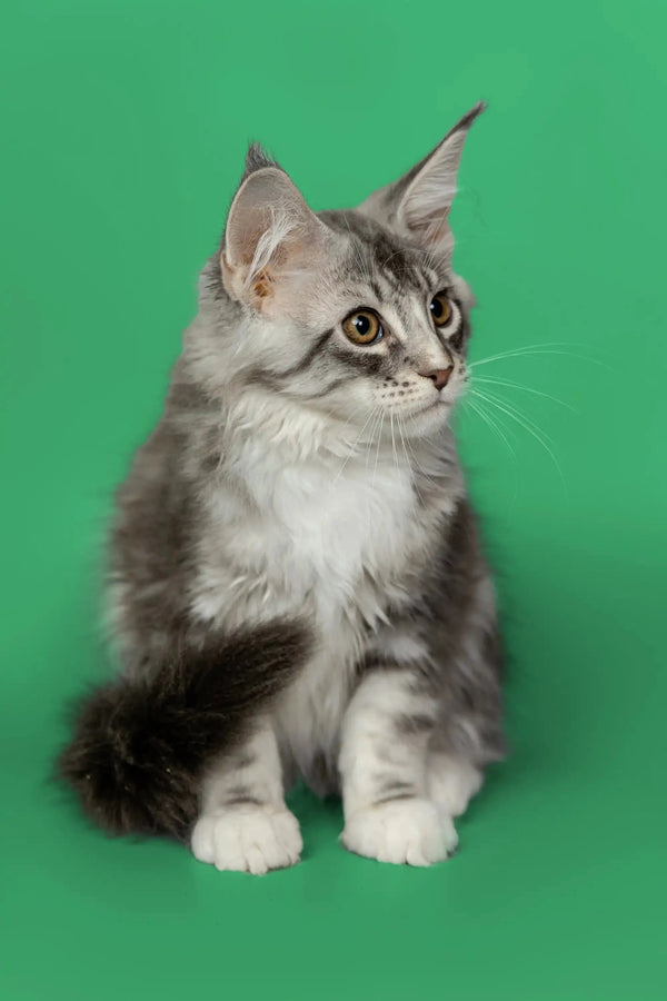 Gray and white fluffy Maine Coon kitten Kingsley with alert ears and big eyes